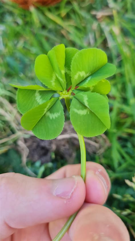 Seven clover. Things To Know About Seven clover. 